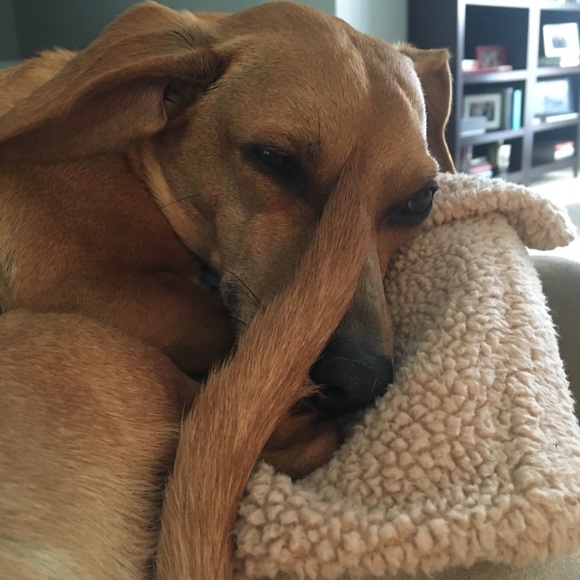 Meet your Posher, Samantha - Picture 1 of 2